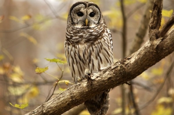 8[-]loài[-]chim[-]đáng[-]sợ[-]có[-]khả[-]năng[-]giết[-]người[-]7